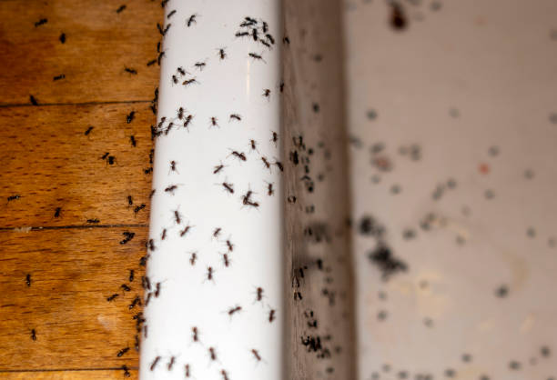 Best Cockroach Control Services  in Yukon, OK